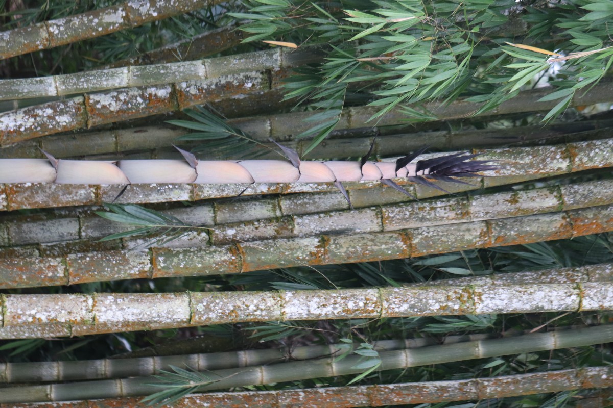 Dendrocalamus giganteus Munro